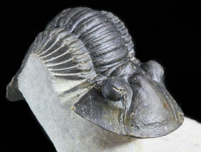 Scabriscutellum Trilobite - Issoumour, Morocco #49926